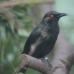 Asian glossy starling (Aplonis panayensis)