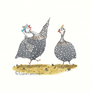 helmeted guinea fowl (domesticated type i think) from the wild place