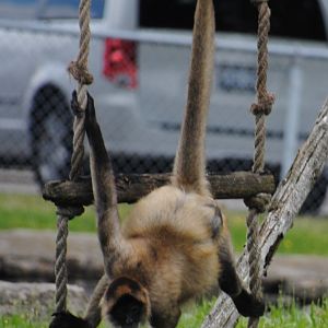 Geoffroy's Spider Monkey ("African Queen" boat cruise)