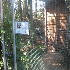 Skærup Zoo - Kookaburra aviary