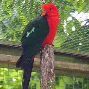 Male Australian king parrot (Alisterus scapularis), 2019-05-25