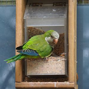 Quaker parrot (Myiopsitta monachus) on seed feeder, 2019-05-25
