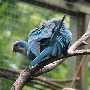 Blue Quaker parrots mating (Myiopsitta monachus), 2019-05-25