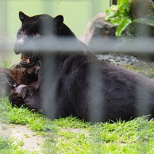 Black Jaguars - Mother and cub (Panthera onca), 2019-05-25