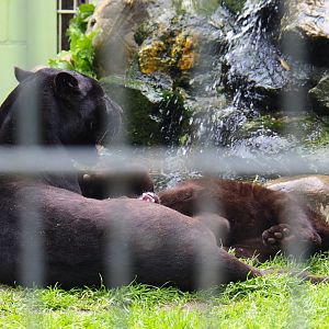 Black Jaguars - Mother and cub (Panthera onca), 2019-05-25