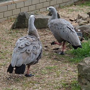 Cape Barren geese (Cereopsis novaehollandiae novaehollandiae), 2019-05-25