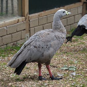 Cape Barren goose (Cereopsis novaehollandiae novaehollandiae), 2019-05-25