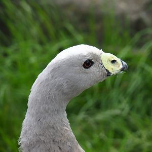 Cape Barren goose (Cereopsis novaehollandiae novaehollandiae), 2019-05-25