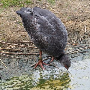 Crested screamer (Chauna torquata), 2019-05-25