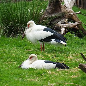 Maguari storks (Ciconia maguari), 2019-05-25
