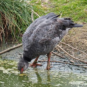 Crested screamer (Chauna torquata), 2019-05-25