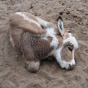 Miniature donkey (Equus africanus asinus), 2019-05-25