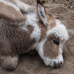 Miniature donkey (Equus africanus asinus), 2019-05-25