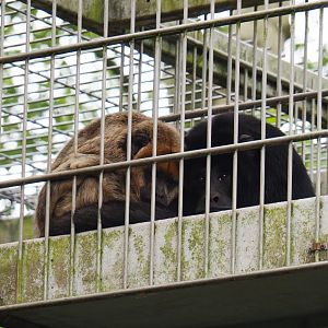 Black-and-gold howler monkey pair (Alouatta caraya), 2019-05-25