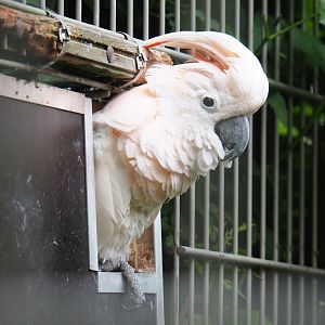 Moluccan cockatoo (Cacatua moluccensis), 2019-05-25