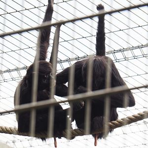 Colombian black spider monkeys (Ateles fusciceps rufiventris), 2019-05-25