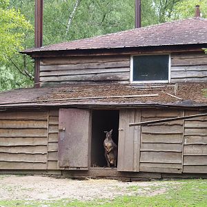 Stable building for kangaroos and large birds - With Eastern Wallaroo in doorway, 2019-05-25
