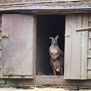 Eastern wallaroo buck (Macropus robustus robustus) in doorway, 2019-05-25