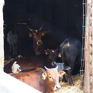 Dwarf zebus (Bos taurus indicus) and Miniature donkey (Equus africanus asinus) in barn, 2019-05-25