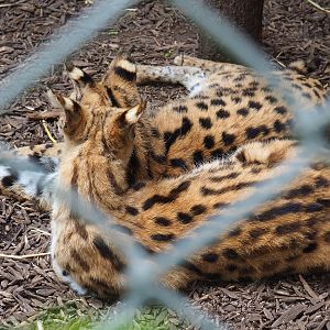 Servals (Leptailurus serval), 2019-05-25