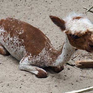 Freshly shorn red and white pied Alpaca (Vicugna pacos), 2019-05-25
