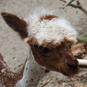 Freshly shorn red and white pied Alpaca (Vicugna pacos), 2019-05-25