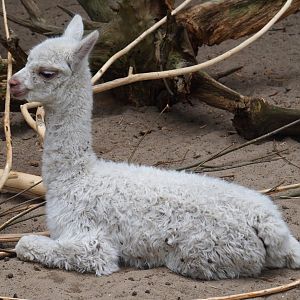 White Alpaca cria (Vicugna pacos), 2019-05-25