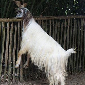 Girgentana goat trying to eat bamboo (Capra aegagrus hircus), 2019-05-25