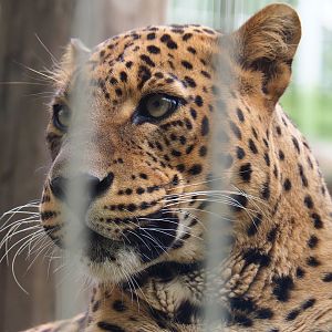 Sri Lankan leopard (Panthera pardus kotiya), 2019-05-25