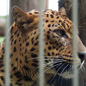 Sri Lankan leopard (Panthera pardus kotiya), 2019-05-25