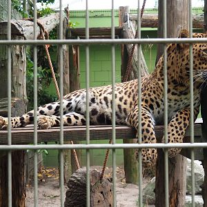 Sri Lankan leopard (Panthera pardus kotiya), 2019-05-25