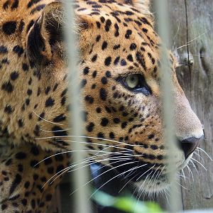 Sri Lankan leopard (Panthera pardus kotiya), 2019-05-25