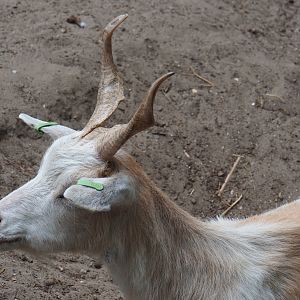 Girgentana goat (Capra aegagrus hircus), 2019-05-25