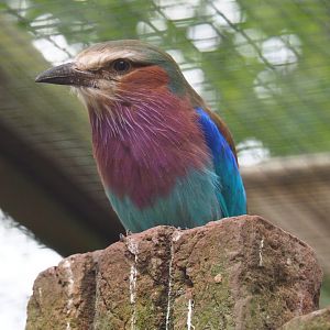 Lilac-breasted roller (Coracias caudatus caudatus)