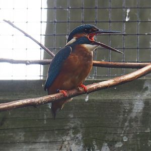 Eurasian kingfisher (Alcedo atthis), 2019-05-25