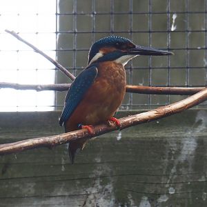 Eurasian kingfisher (Alcedo atthis), 2019-05-25
