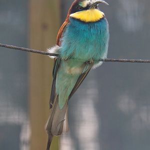 European bee-eater (Merops apiaster), 2019-05-25
