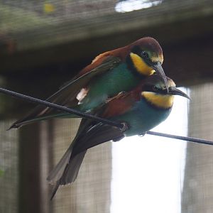 European bee-eaters mating (Merops apiaster), 2019-05-25