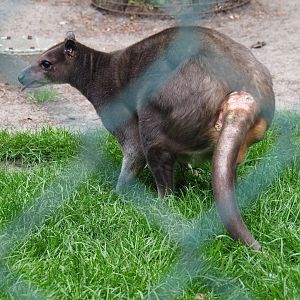 White-striped Dorcopsis (Dorcopsis hageni), 2019-05-25