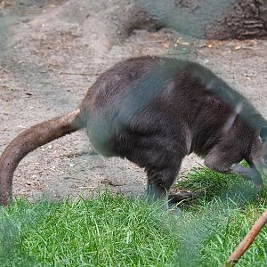 White-striped Dorcopsis (Dorcopsis hageni), 2019-05-25