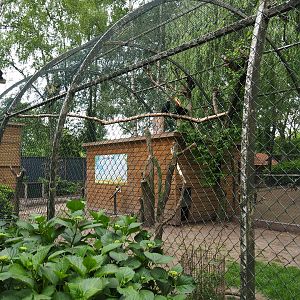 White-striped Dorcopsis, Papuan wreathed hornbill and Masked lapwing exhibit, 2019-05-25