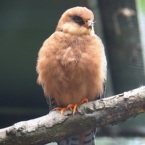 Female Red-footed falcon (Falco vespertinus), 2019-05-25