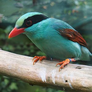 Common green magpie (Cissa chinensis), 2019-05-25