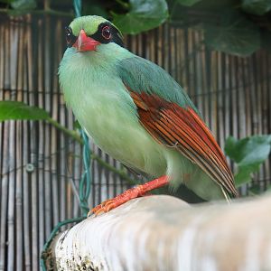 Common green magpie (Cissa chinensis), 2019-05-25