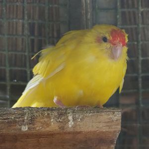 Yellow breeding form Red-crowned kakariki (Cyanoramphus novaezelandiae), 2019-05-25