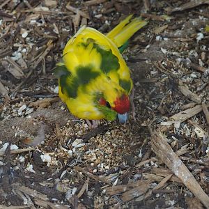 Yellow and green breeding form Red-crowned kakariki (Cyanoramphus novaezelandiae), 2019-05-25