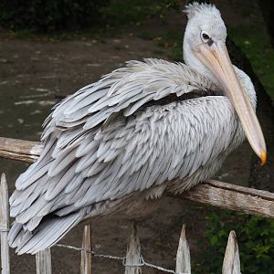 Pink-backed pelican (Pelecanus rufescens), 2019-05-25