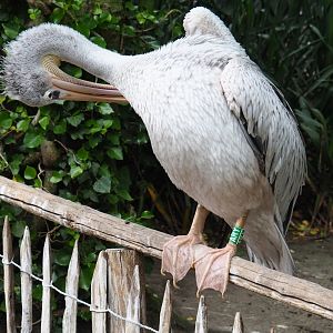 Pink-backed pelican (Pelecanus rufescens), 2019-05-25