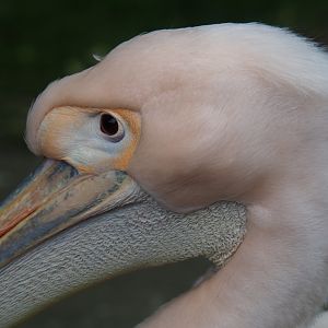 Great white pelican (Pelecanus onocrotalus), 2019-05-25
