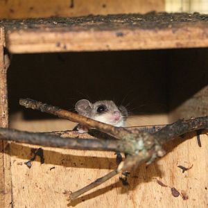 Feathertail glider (Acrobates pygmaeus)